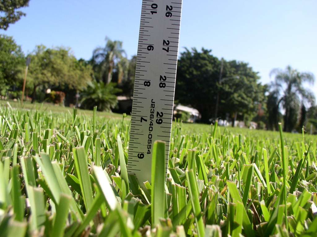 Grass Height