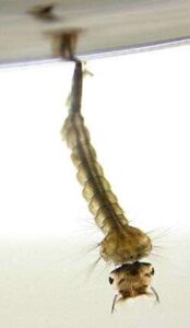 Mosquito larva
