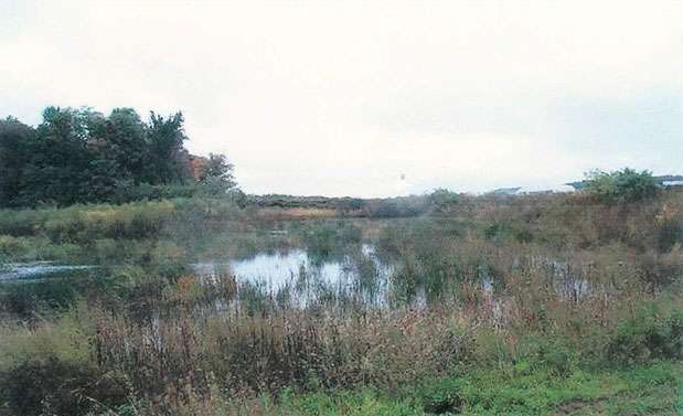 constructed-wetland