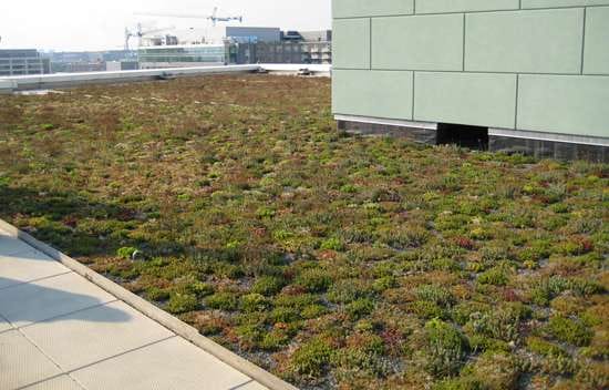 Vegetated Roof Vegetated Roof