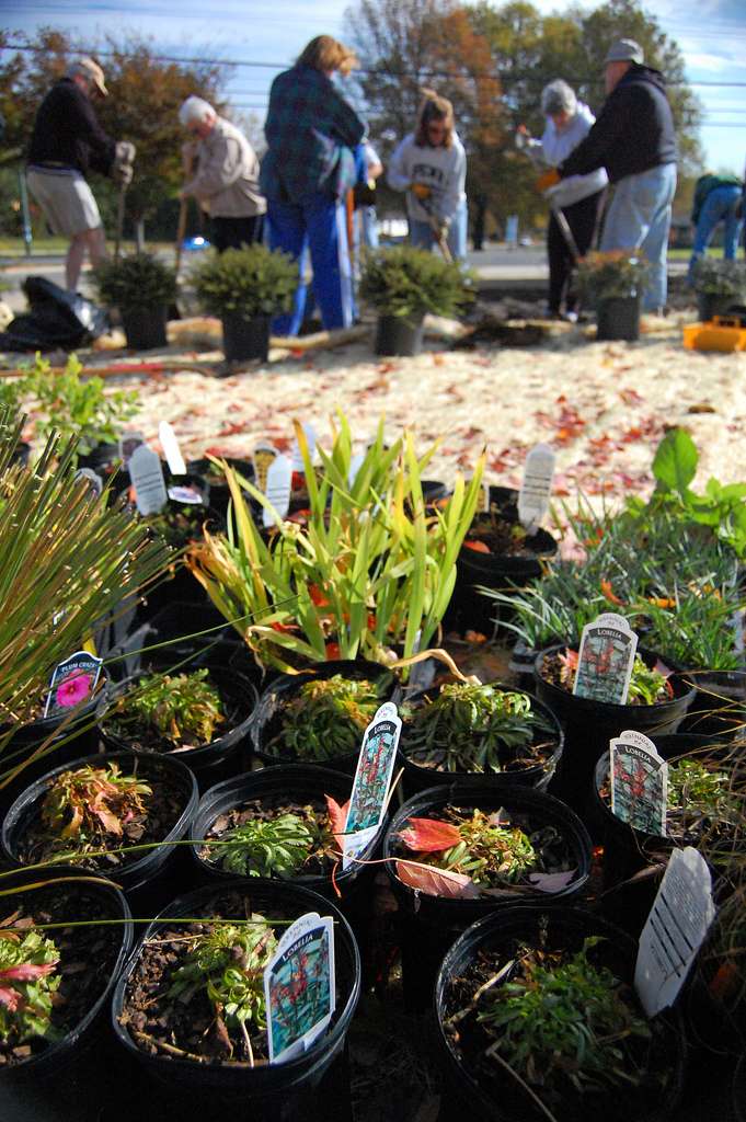 Rain Garden Plants