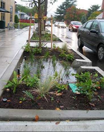 Rain Garden Curb-Cut