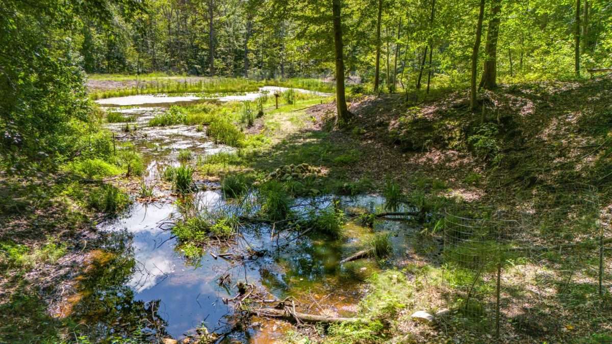 A small wetland area with clear, reflective water, surrounded by green grass, reeds, and trees under bright sunlight. The forest and dense foliage create a peaceful, natural scene.